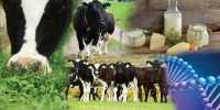 Milk Production can be made more Cost-effective and Sustainable through Research