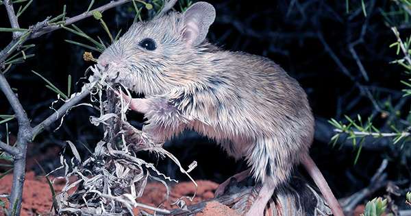 Mouse Considered Extinct for over a Century is Alive and well in Australia