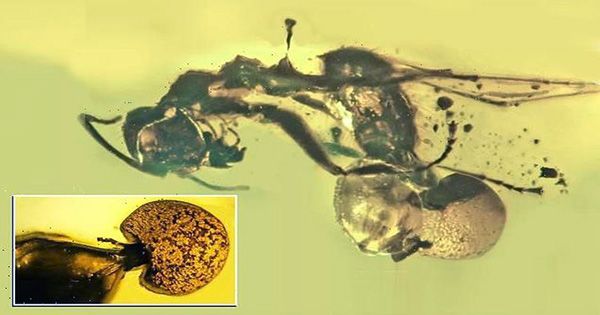 Mushroom-Growing-Out-of-an-Ancient-Ants-Butthole-is-New-Fungal-Species-1