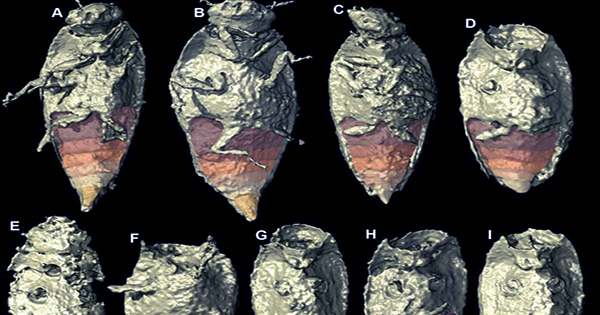 New-Beetle-is-First-Insect-Discovered-from-230-Million-Year-Old-Fossilized-Poop-1