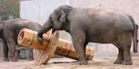 Psychologists Show Elephants have Personalities to Solve Problems