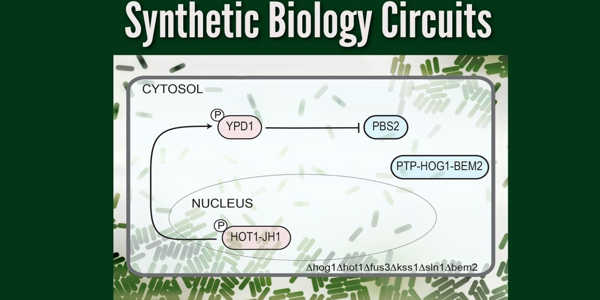 Researchers-Designed-First-Synthetic-Biology-Circuits-can-Respond-in-a-Matter-of-Seconds-1