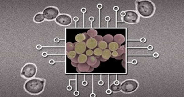 Researchers Designed First Synthetic Biology Circuits can Respond in a Matter of Seconds