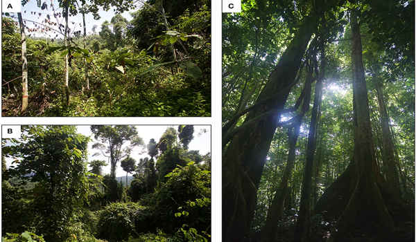 Researchers-are-Working-Together-for-Transforming-Global-Tropical-Forests-1