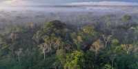 Researchers are Working Together for Transforming Global Tropical Forests