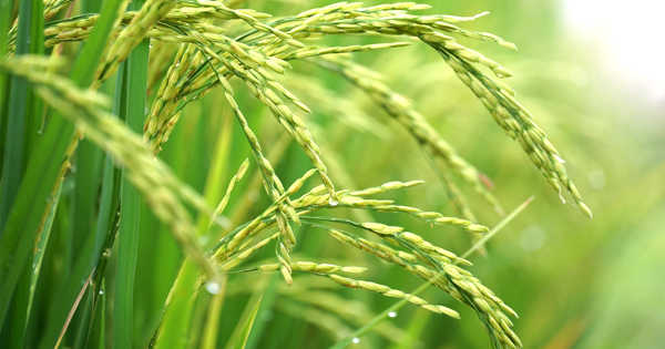 Rice Growing System Training Improves Yields and Well-being