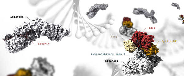 The-Separation-of-Chromosomes-is-in-Focus-1