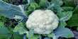Why are Cauliflowers so Mathematically Beautiful? a New Study has the Answer