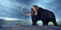 17,000 Years Ago, a Wooly Mammoth Trekked Far Enough to Circle Earth Twice