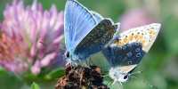 93-Year-Old Butterfly is the First US Insect to Go Extinct Because of Humans