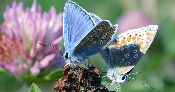 93-Year-Old Butterfly is the First US Insect to Go Extinct Because of Humans