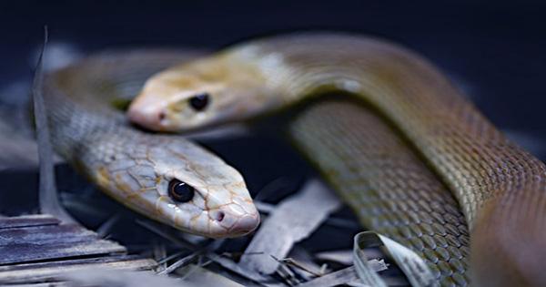 A Man Once Spent 72 Hours Trapped with Deadly Snakes to Prove they're Friendly