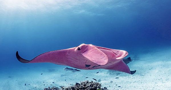 Beautiful Rare Goth Manta-Ray Spotted On Great Barrier Reef