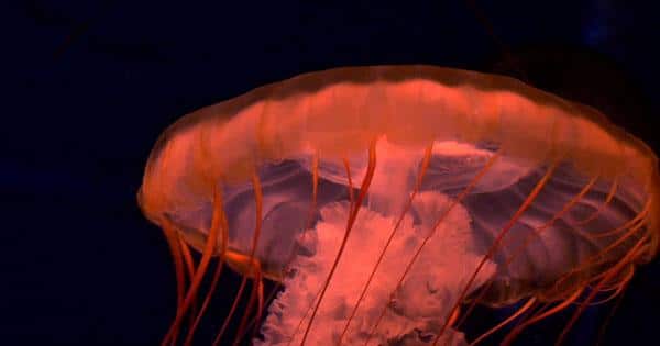 Deep-Sea Footage Captures Blood-Red Jellyfish that Maybe a Brand New Species