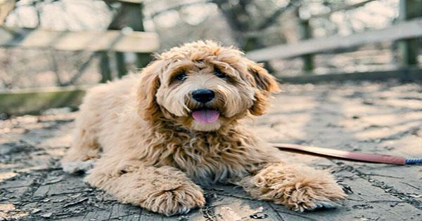 Dog Coat Patterns Date Back to 2 Million Years, Long before Domestication