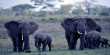 Elephants Sold to Overseas Buyers for Just $7,000 in Controversial Auction in Namibia