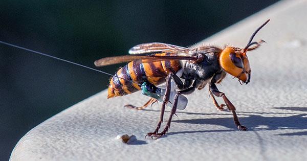 First Live “Murder Hornet” of 2021 Spotted in Washington State