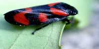 Froghoppers’ Urinating Super Powers Matched by their Impressive Sucking Skills