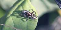 Jumping Spiders have a Visual Talent we thought was Unique to Vertebrates