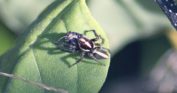 Jumping Spiders have a Visual Talent we thought was Unique to Vertebrates