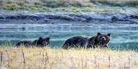 Man Rescued after Week-Long Ordeal with Grizzly Bear in Alaskan Wilderness