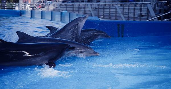 Never-before-Seen Virus Found in Hawaiian Dolphin Could Spark Mass Marine Mammal Deaths