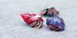 No, Hermit Crabs aren’t Hot for Plastic, Some Shrimps on the Other Hand