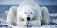 Polar Bears May Use Ice Blocks as Tools to Bonk Unsuspecting Walruses on the Head