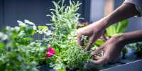 Rise Gardens Grows with $9M Series a to help anyone be an Indoor Farmer