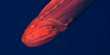 Shape-Shifting Whalefish that Dissolves into Sperm Delivery Service Caught On Camera