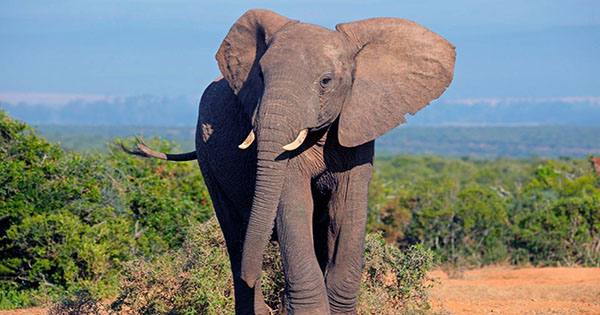 Squashed Crocodile Found Crushed by Dead Elephant in Confusing Crime Scene