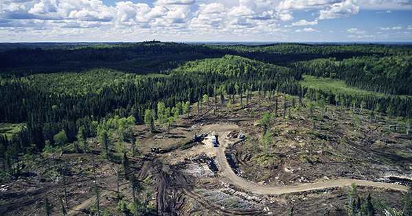 The Amazon Rainforest is Broken, with Parts Now Emitting more CO2 than it Absorbs