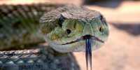 Why Snakes Have Fangs and Other Venomous Animals often don’t