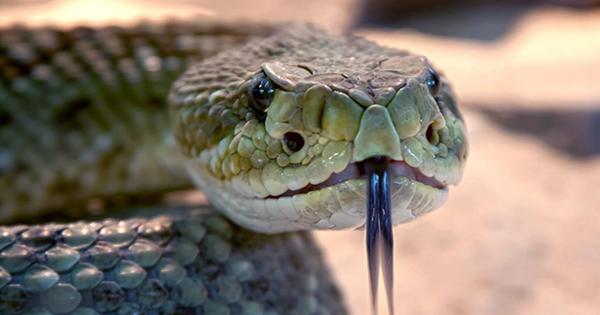 Why Snakes have Fangs and Other Venomous Animals often don't