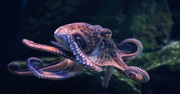 Annoyed Octopuses Pelt Each Other with Debris