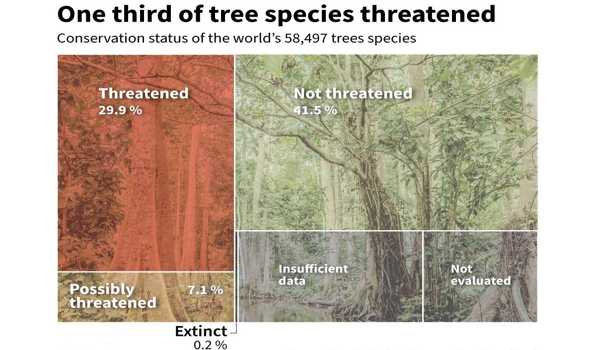 Approximately-a-Third-of-the-Worlds-Tree-Species-are-Endangered-1