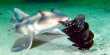 Baby Shark Born in Female-Only Tank may be Species’ First “Virgin Birth”