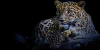 Captive Leopard Attacks and Injures Model during Photoshoot in Germany
