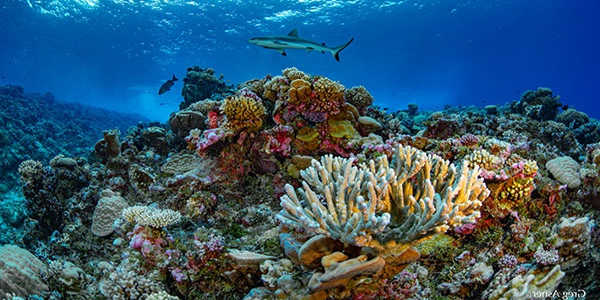 Coral-Reefs-may-be-Saved-if-Reforestation-is-Undertaken-1