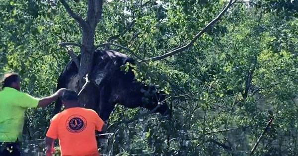 Cow Swept Up in Hurricane Ida Gets Freed from in a Tree