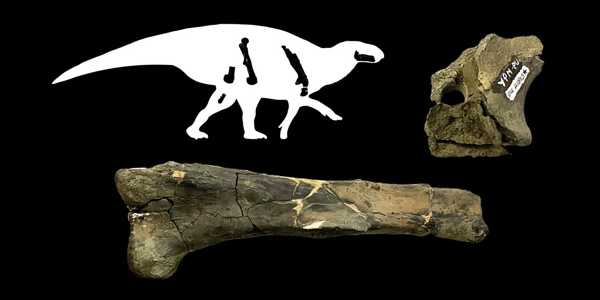 Dinosaur-Evolution-in-Eastern-North-America-is-revealed-through-Peabody-Fossils-1