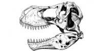 Dinosaur Evolution in Eastern North America is revealed through Peabody Fossils