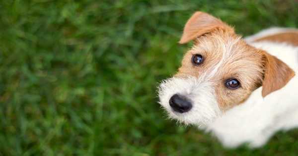 Dogs are Able to Discern between Deliberate and Inadvertent Behavior