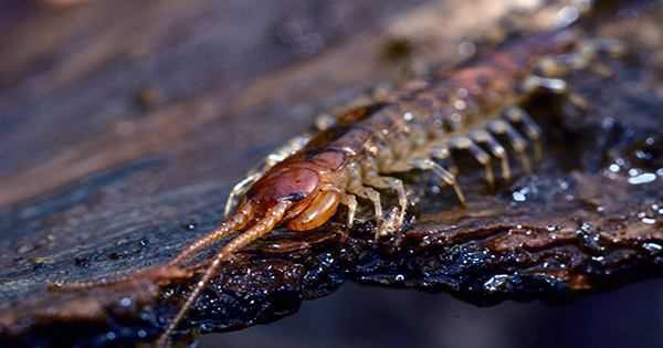Giant Bird-Eating Centipedes Exist and they’re Surprisingly Important for their Ecosystem