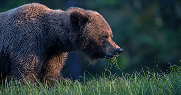 Largest Bear in Katmai National Park Brushes Past Tourists in Close Encounter