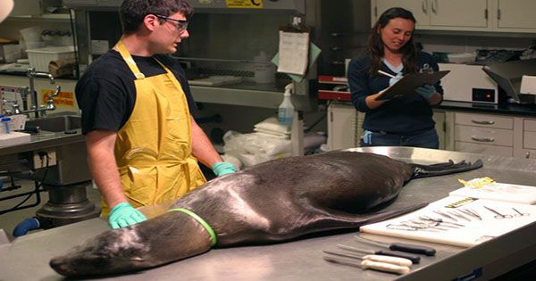 Necropsy Reveals the Freaky Fingers Hiding Beneath Whales' Flippers