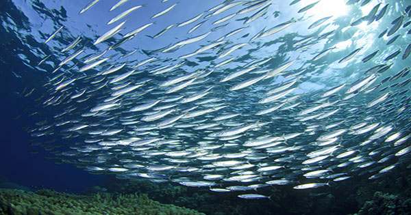 One of the World’s Largest Marine Migrations makes no Evolutionary Sense