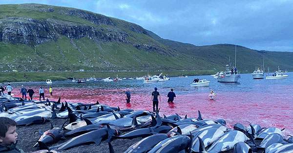 Over-1400-Dolphins-Slaughtered-in-Faroe-Islands-Hunt-1