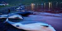 Over 1,400 Dolphins Slaughtered in Faroe Islands Hunt