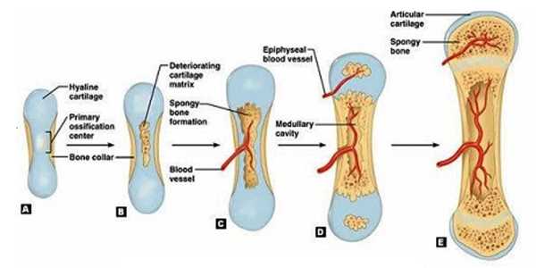 Researchers-Uncover-Bone-growth-Process-1